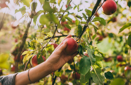 GYO share this month's crops to sow and harvest